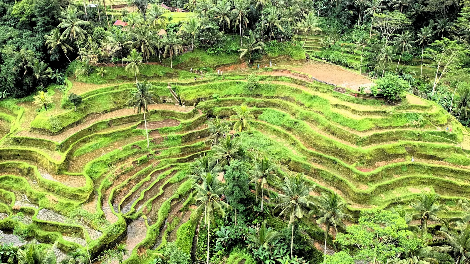Pemandangan sawah hijau di kawasan Ubud