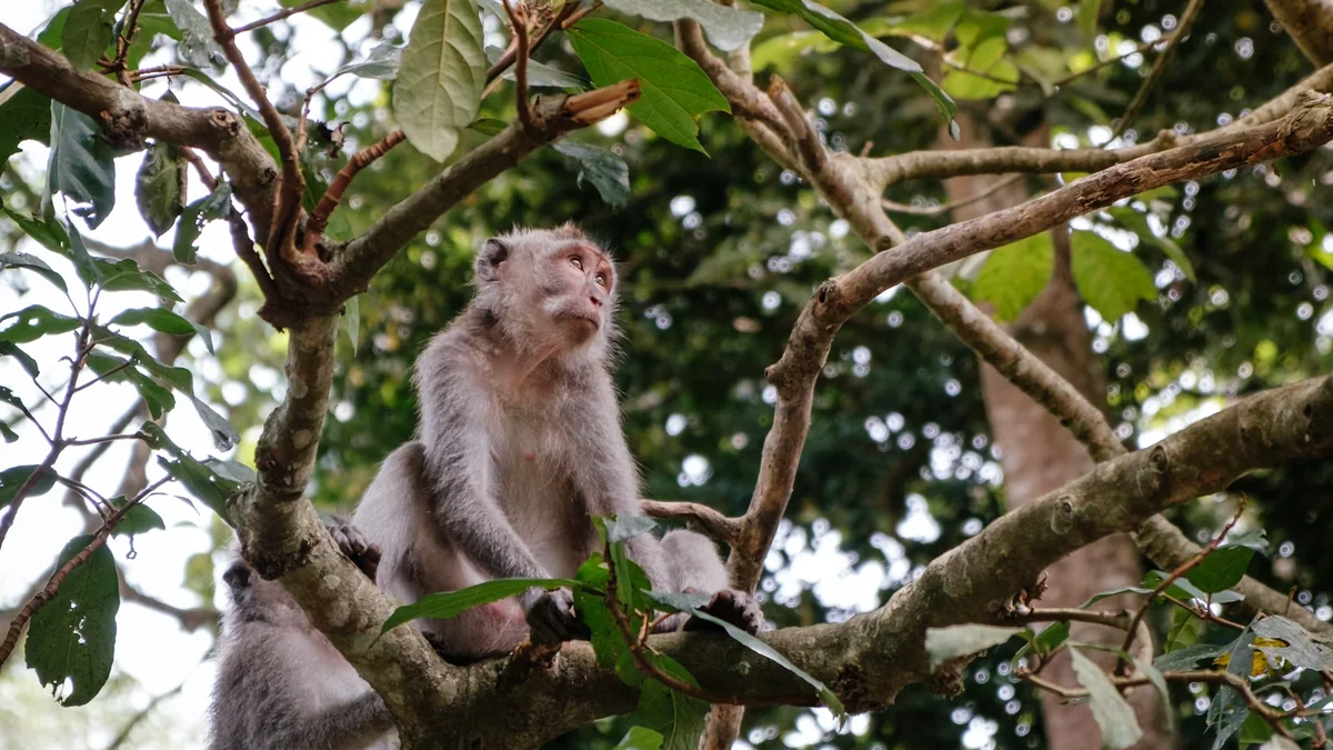 Dua monyet di pepohonan Monkey Forest Ubud